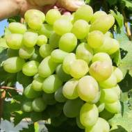 Саженец Виноград (привитый) Благовест в контейнере